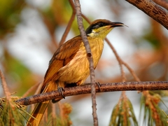 Gavicalis versicolor