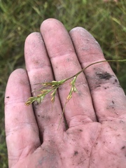 Scleria muehlenbergii