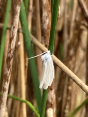 Tipanaea patulella