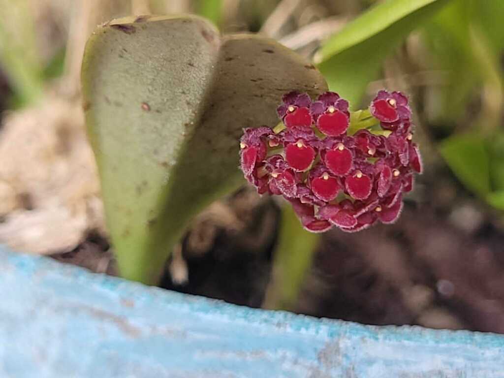 Platystele umbellata