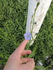 Linum usitatissimum