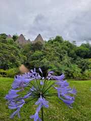 Agapanthus
