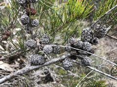 Allocasuarina pusilla