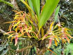 Maxillaria