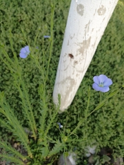 Linum usitatissimum