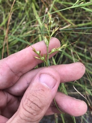 Scleria muehlenbergii