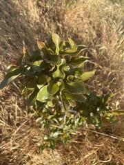Cryptocarya alba