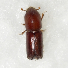 Xyleborus