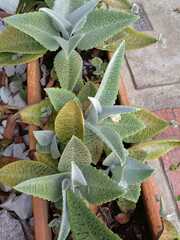 Kalanchoe gastonis-bonnieri