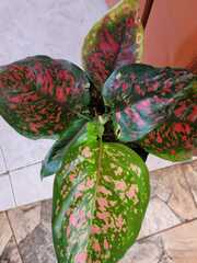 Aglaonema commutatum