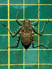 Epophthalmia elegans