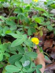 Arachis