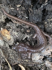 Aneides lugubris