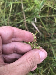Scleria muehlenbergii