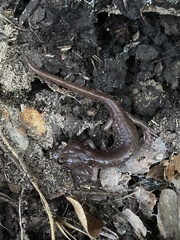 Aneides lugubris