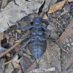 Coelocnemis dilaticollis