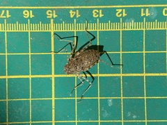 Epophthalmia elegans