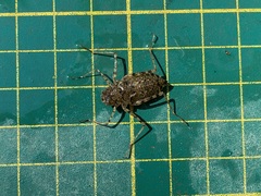 Epophthalmia elegans