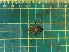 Epophthalmia elegans