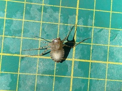 Epophthalmia elegans