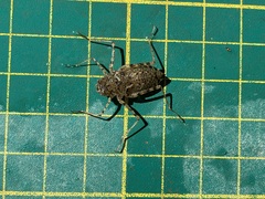 Epophthalmia elegans