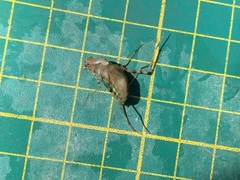 Epophthalmia elegans