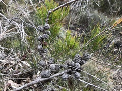 Allocasuarina pusilla