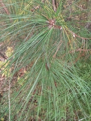 Pinus taeda