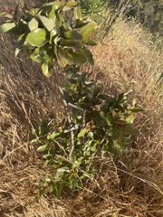 Cryptocarya alba