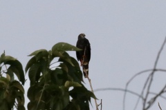 Geranospiza caerulescens