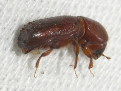 Xyleborus