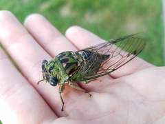 Neotibicen linnei