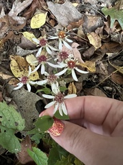 Eurybia divaricata