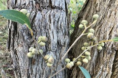 Eucalyptus arenacea