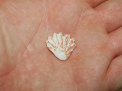 Plicatula gibbosa