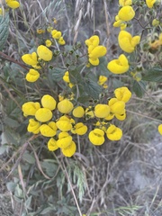 Calceolaria corymbosa