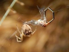 Pararaneus cyrtoscapus