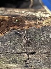 Lycosoidea