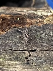 Lycosoidea