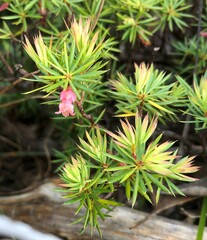 Brachyloma ericoides