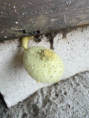 Leucocoprinus