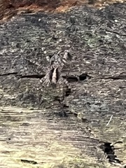 Lycosoidea