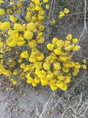 Calceolaria corymbosa