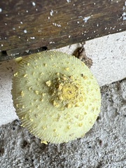 Leucocoprinus