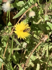 Eupeodes latifasciatus