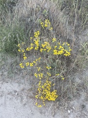 Calceolaria corymbosa