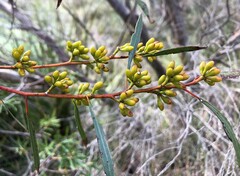 Eucalyptus leptophylla