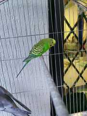 Melopsittacus