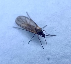 Sciaroidea