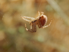 Pararaneus cyrtoscapus